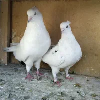 تعدادی کبوترپرشی معاوضه با سره