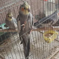 پرنده . فروشی|پرنده|محمدیه-قزوین, |دیوار