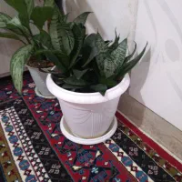 گل طبیعی