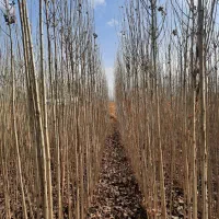 صنوبر دو ساله|گل و گیاه طبیعی|بکتاش, |دیوار