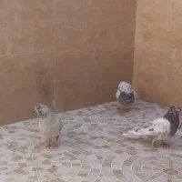 3تانر فروشی نشون دار ملاقی|پرنده|قم, نیروگاه|دیوار