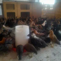 جوجه ۳ ماهه رسمی ۴۵۰ هزارتومن