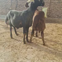 بره قوچ  اصل چال