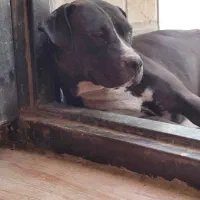 سگ پیتبول گم شده