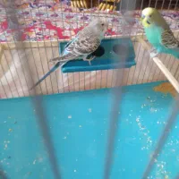 مرغ عشق نر و ماده|پرنده|تهران, هفده شهریور|دیوار