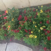 خدمات باغبانی احمدی سرویس به تمام نقاط تهران|خدمات باغبانی و درختکاری|تهران, الهیه|دیوار