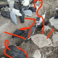 مرغ شاخدار