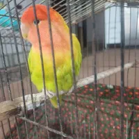 فروش مرغ عشق و طوطی برزیلی