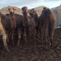 شتر چاق|حیوانات مزرعه|تهران, بهارستان|دیوار