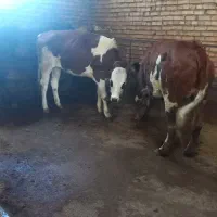 فروش سه عدد گوساله ماده