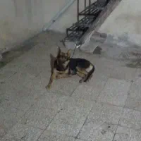 سگ ژرمن شیپر ماده ۱۰ ماهه