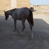 کره اسب ترکمن 7ماهه ماده|اسب و تجهیزات اسب‌سواری|گنبد کاووس, |دیوار