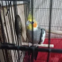 عروس هلندی سخنگو|پرنده|تفت, |دیوار