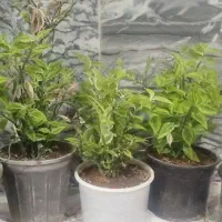 گل‌های طبیعی پدیلانتوس و سانسوریا