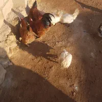 خروس گوشتی و چند عدد مرغ محلی|حیوانات مزرعه|ماکو, |دیوار