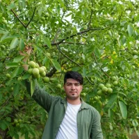 خرید نهال گردو با فرصت محدود