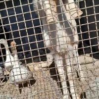 تعدادی بز و بزغاله ی نرو ماده بفروش میرسد