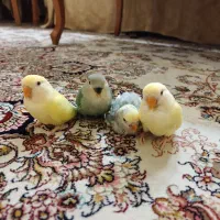 جوجه طوطی برزیلی