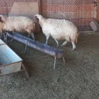 سه عدت میش داشتی دوتا شک یک میش سه شکم|حیوانات مزرعه|آبدانان, |دیوار