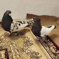 دو عدد کبوتر سینه سیاه نر