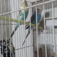 مرغ عشق|پرنده|مشهد, کوه سنگی|دیوار