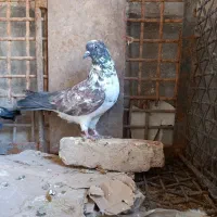 قاره های پرش دار|پرنده|فرخ‌شهر, |دیوار