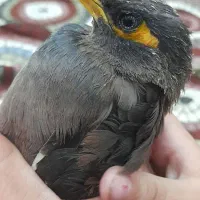 مرغ مینا