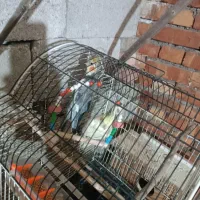 عروس هلندی مولد|پرنده|پیرانشهر, |دیوار
