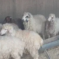 تعداد ۴۰ راس بره پرواری به فروش میرسد|حیوانات مزرعه|حاجی آباد, |دیوار