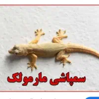 سمپاشی مارمولک