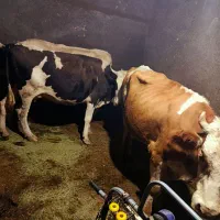 گاو|حیوانات مزرعه|حلب, |دیوار