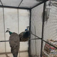 طاووس نروماده دوساله