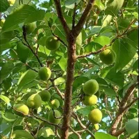 فروش باغ در سیسخت یاسوج|فروش زمین و ملک کلنگی|سیسخت, |دیوار