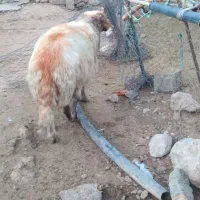 قورچ درجه یک