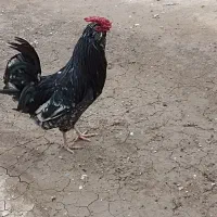 مرغ خروس گلین 11ماهه