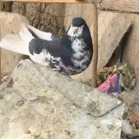 کبوتر شهری گلدار