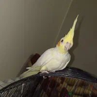 عروس هلندی|پرنده|محمدشهر, شهرک پیام (مهرالبرز)|دیوار