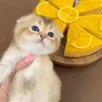 گربه های اصیل ونژاد دار|گربه|بندر کنگان, |دیوار