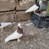 تعدادی کفتر فروشی|پرنده|بم, |دیوار