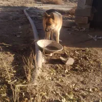 سگ ژرمن اصیل شناسنامه دار|سگ|شیروان (خراسان), |دیوار