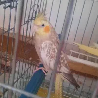 ماده آماده تخم خاکی گذاشته