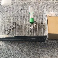 ساعت مچی و عروس هلندی