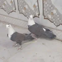 یک جفت کله سفید جوان چند پری