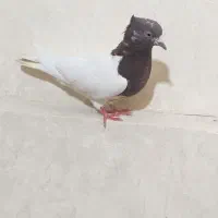 کفتر کله ای خوب|پرنده|قدس, شهرقدس|دیوار