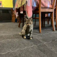 واگذراری گربه حمایتی|گربه|قم, زنبیل آباد|دیوار