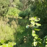 زمین کشاورزی ۸۶۰۰ متری|فروش دفتر صنعتی، کشاورزی، تجاری|اطاقور, |دیوار