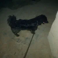 نجات ژرمن|سگ|قشم, |دیوار