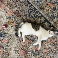 واگذاری گربه