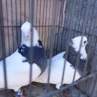 کبوتر طوقی|پرنده|سامان, |دیوار