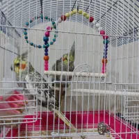 جفت عروس هلندی